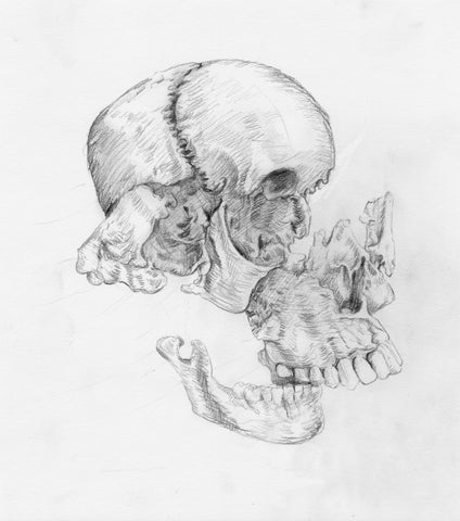 Skull Study ~ OG